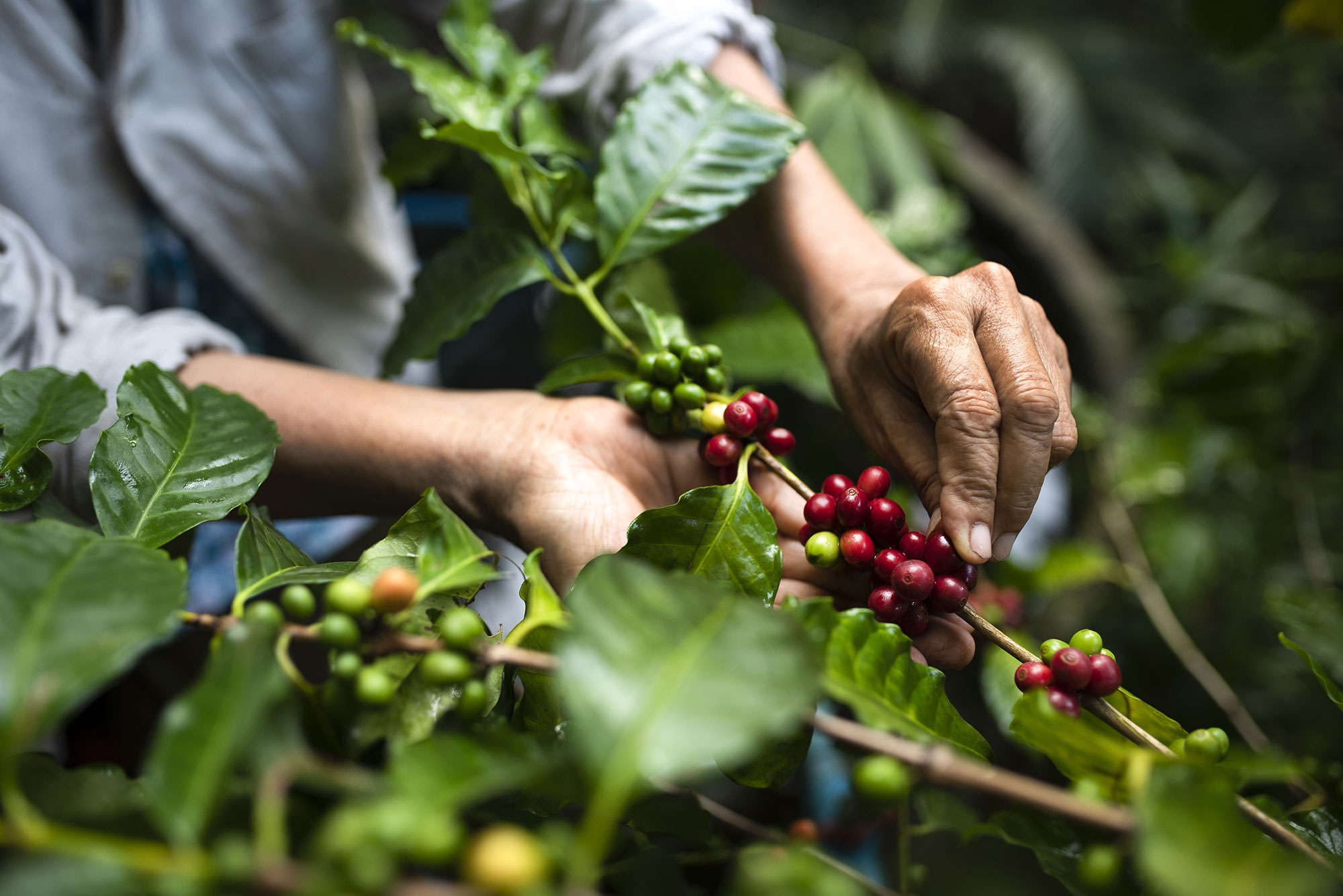 récolte de la cerise de café